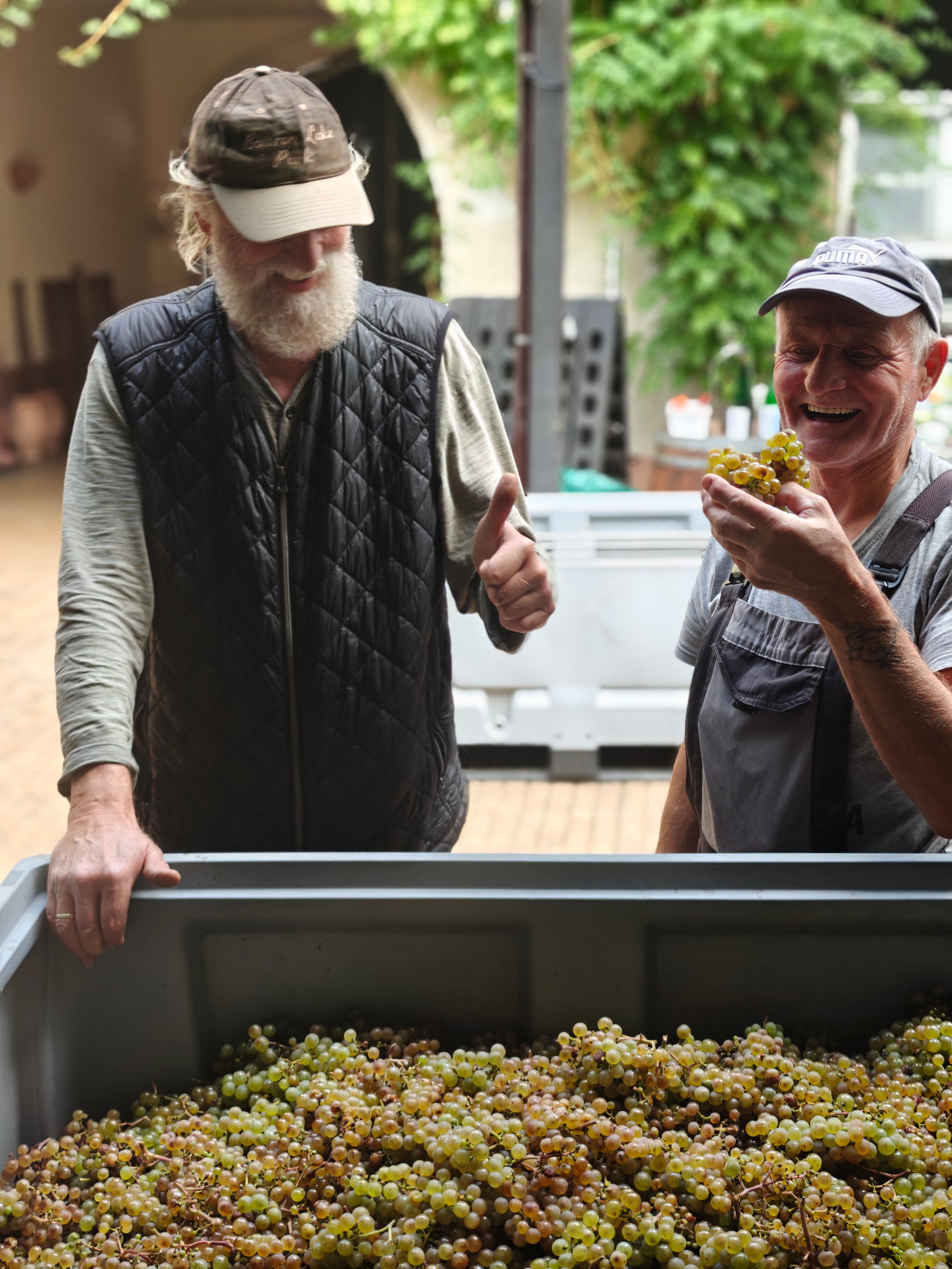 Weinlesebericht 2025