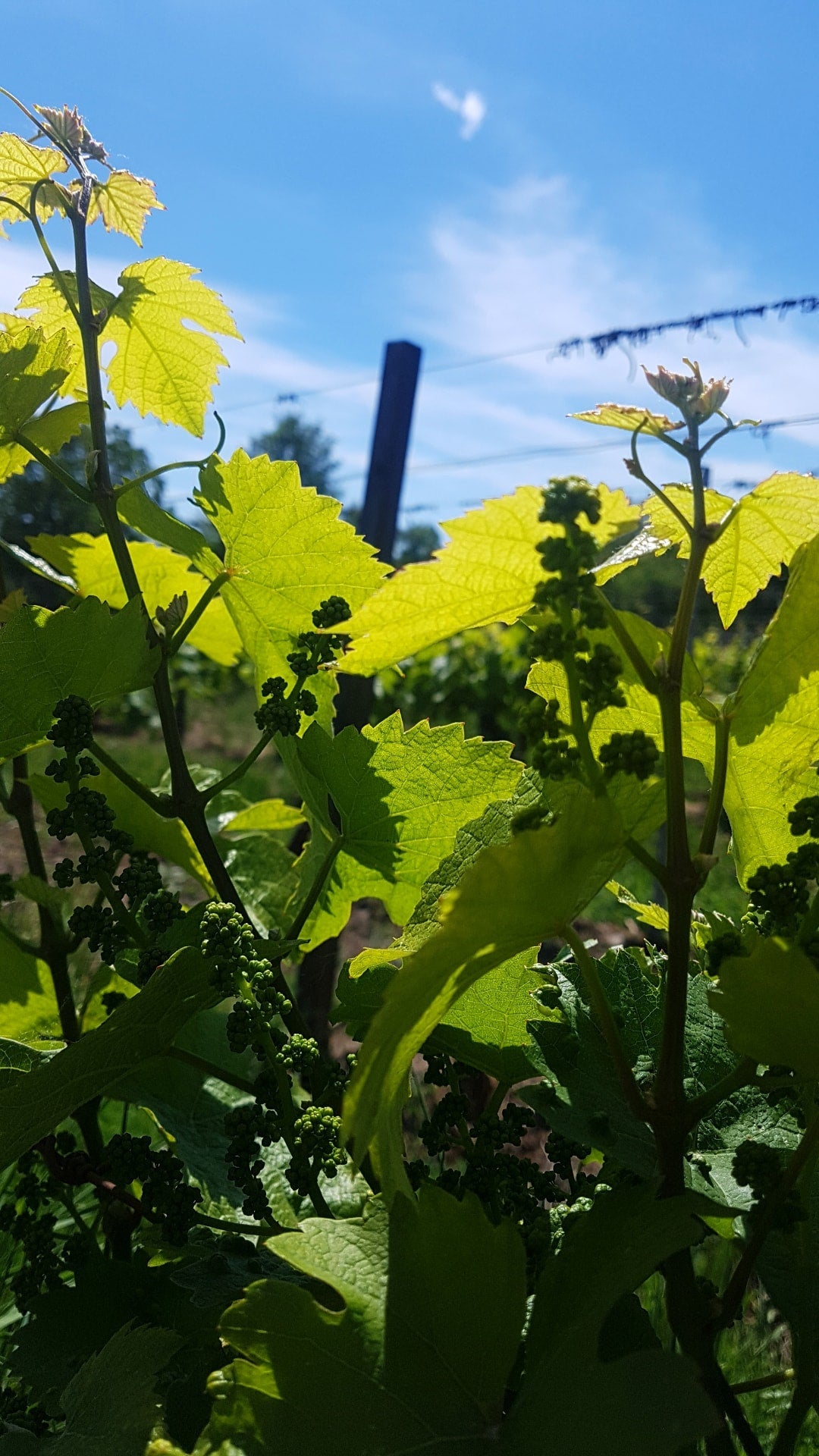 Weinlese-Ausblick 2025