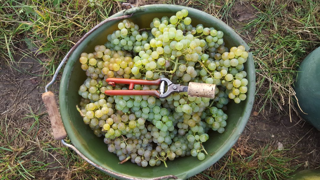 Herbststart-Wanderung zum Beginn der Weinlese 2025 am 21.09.2025