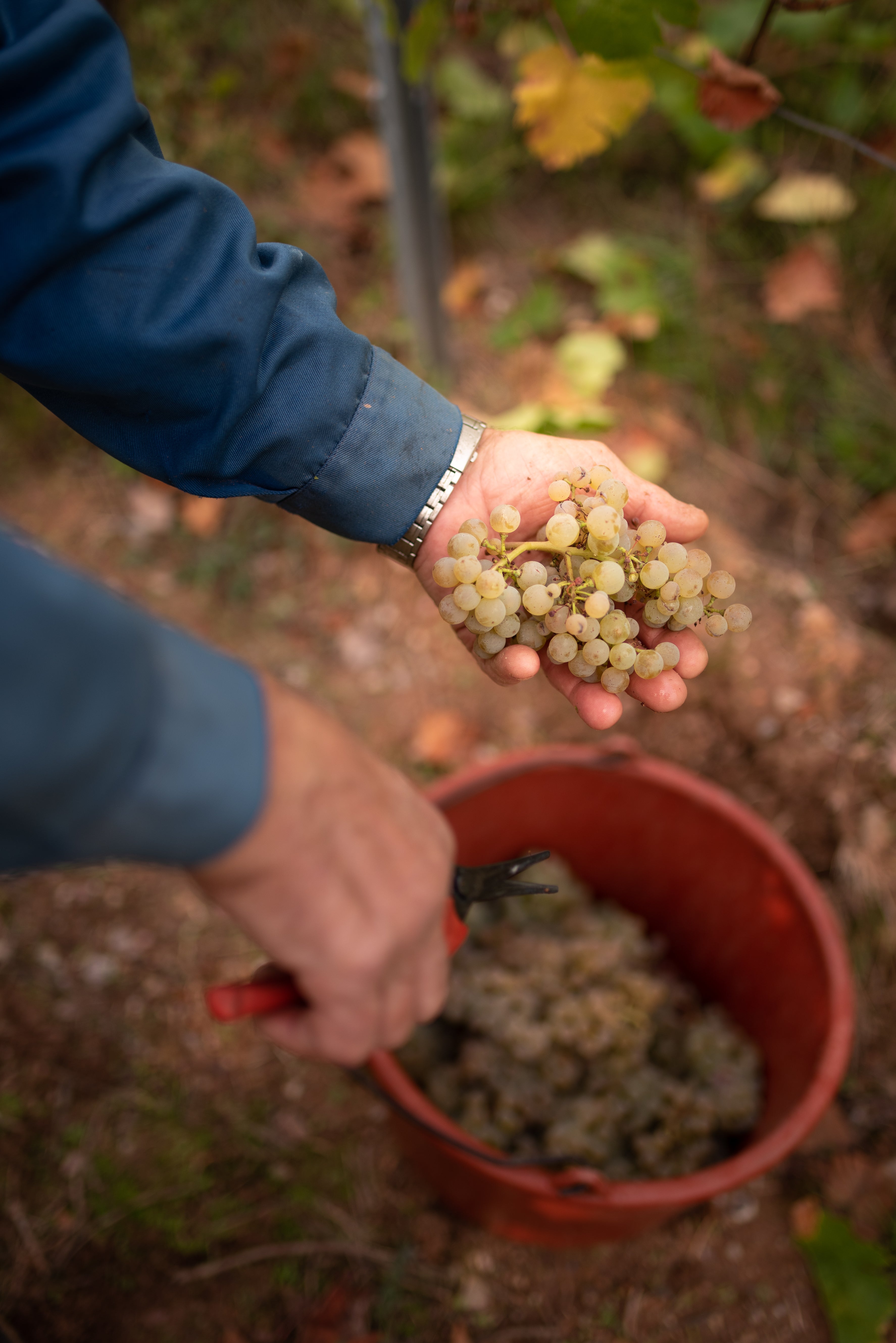 Herbststart-Wanderung zum Beginn der Weinlese 2025 am 14.09.2025