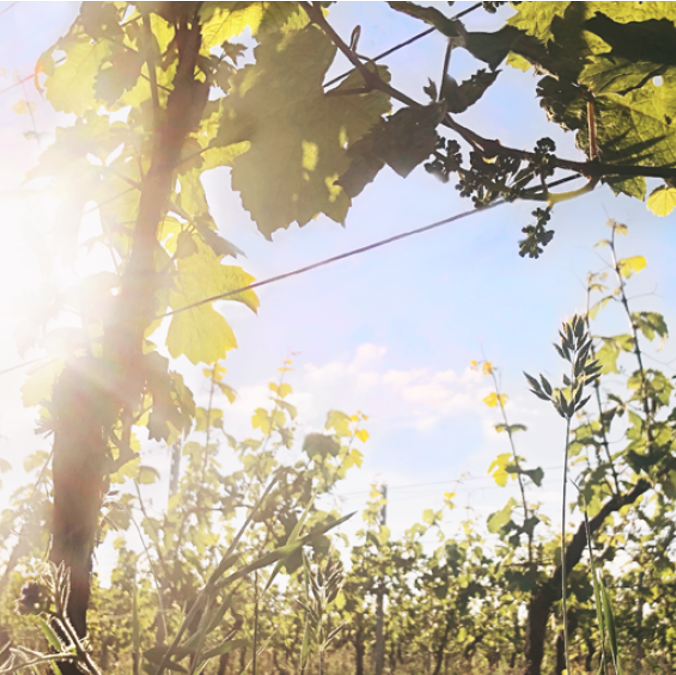 Weinblüten-Wanderung am 28.06.2026. Was passiert aktuell an der Rebe?